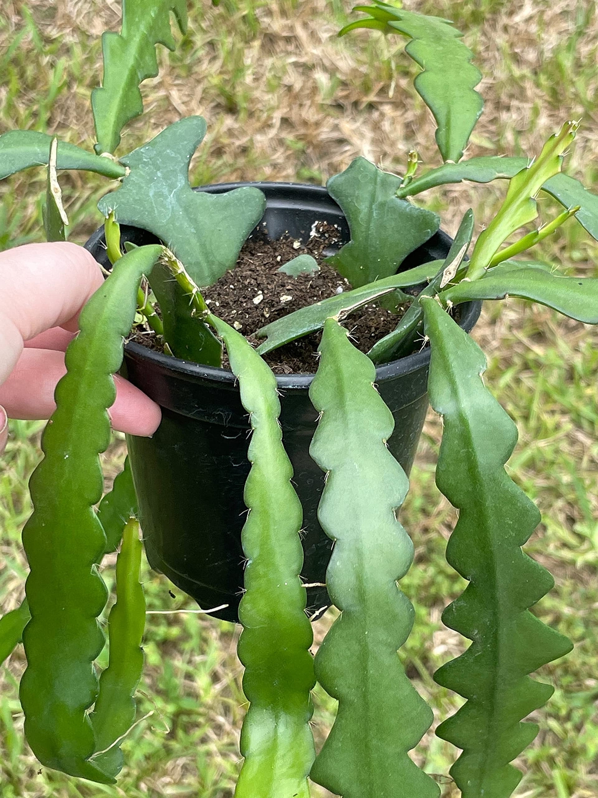 Disocactus Anguloger, Selenicereus Anthonynaus, RIC Rac Zip Zag Fishbone Cactus,