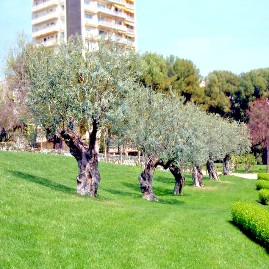 10 CANINO OLIVE TREE SEEDS (Olea europaea) European Common Edible Fruit Plant