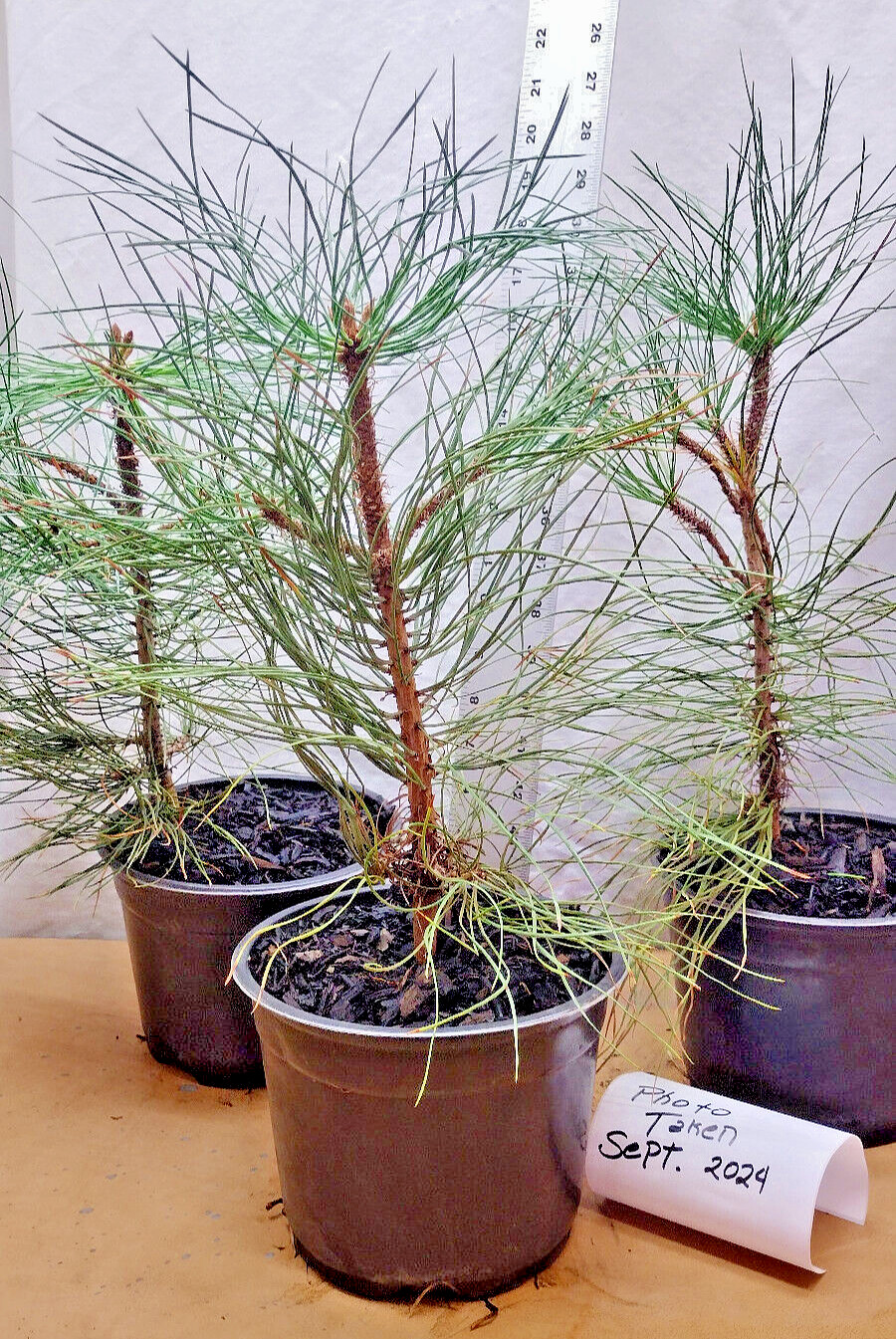 Native Ponderosa Pine Christmas Tree in nursery pot. Pinus.