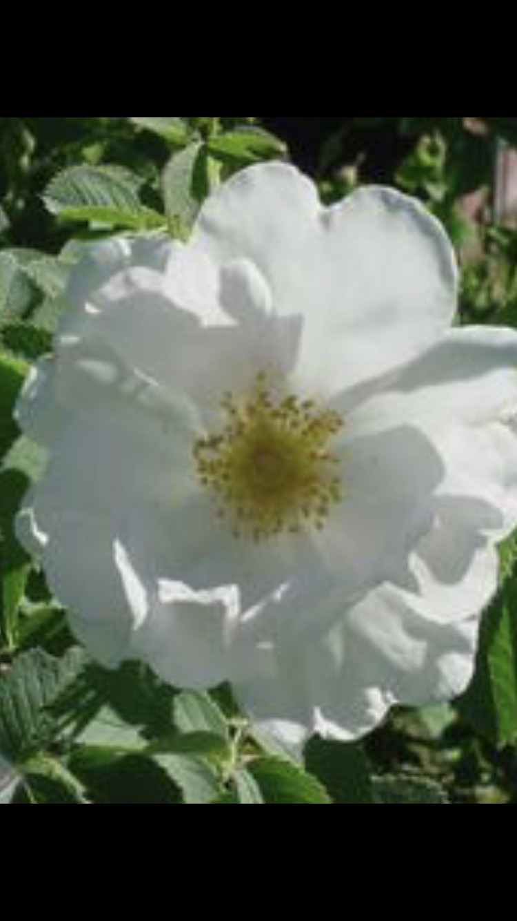 Very Fragrant Rosa Alba White Rose of York Shrub Rose- 3 Cuttings 6-8″ Long