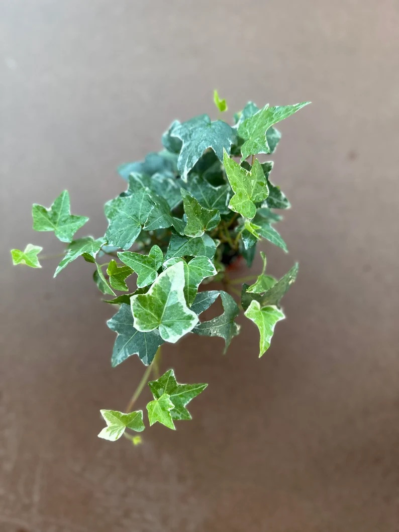 3 Ivy combo 4” Plant”Glacier Ivy” Pet Friendly Plant With Pot & Soil