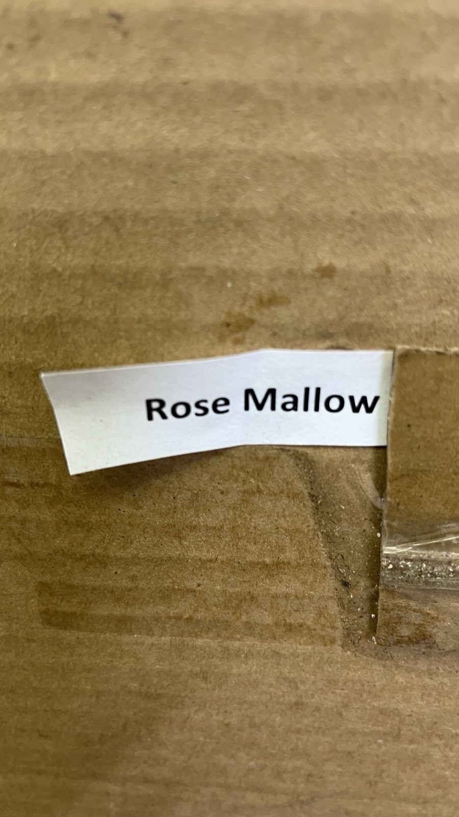 6-12” tall pink Rose Mallow root base dormant