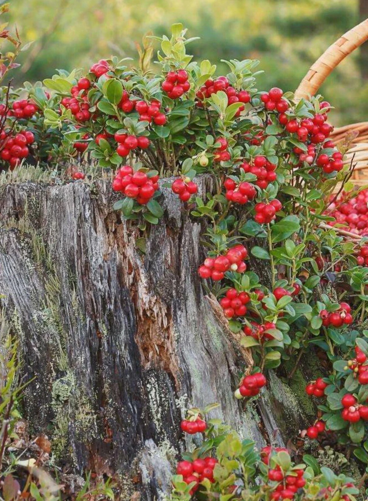 One Erntesegen lingonberry plant, well rooted plant 3-5 inches tall
