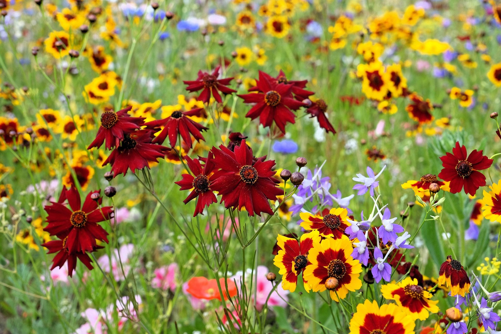50 MAHOGANY MIDGET COREOPSIS Tinctoria Red Dwarf Flower Seeds *Flat S/H