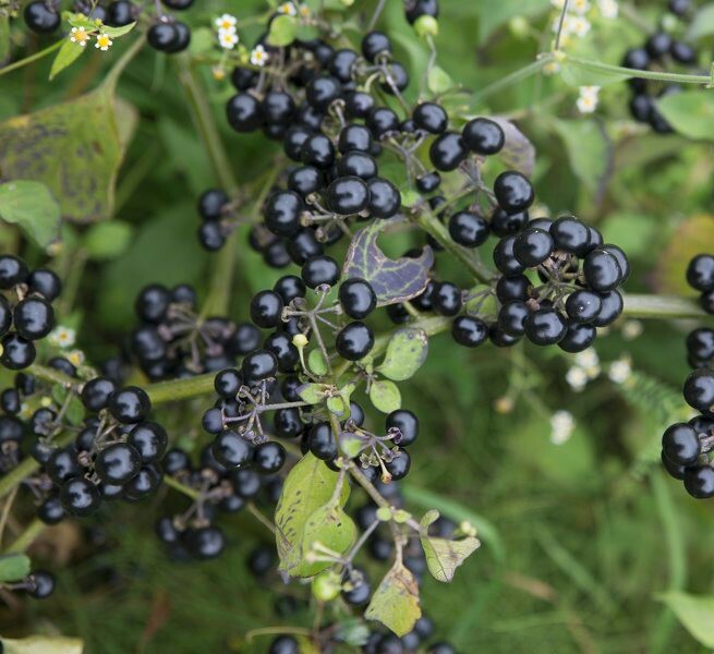 Wonderberry Seeds ~Solanum retroflexum (Burbankii)~ Sunberry~ Garden Huckleberry