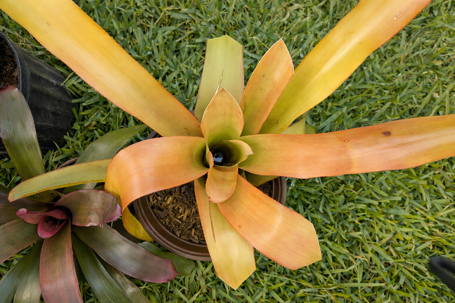 Lot of 3 Bromeliads Raspberry Blanchetiana, Orange Blanchetiana and Purple Neo