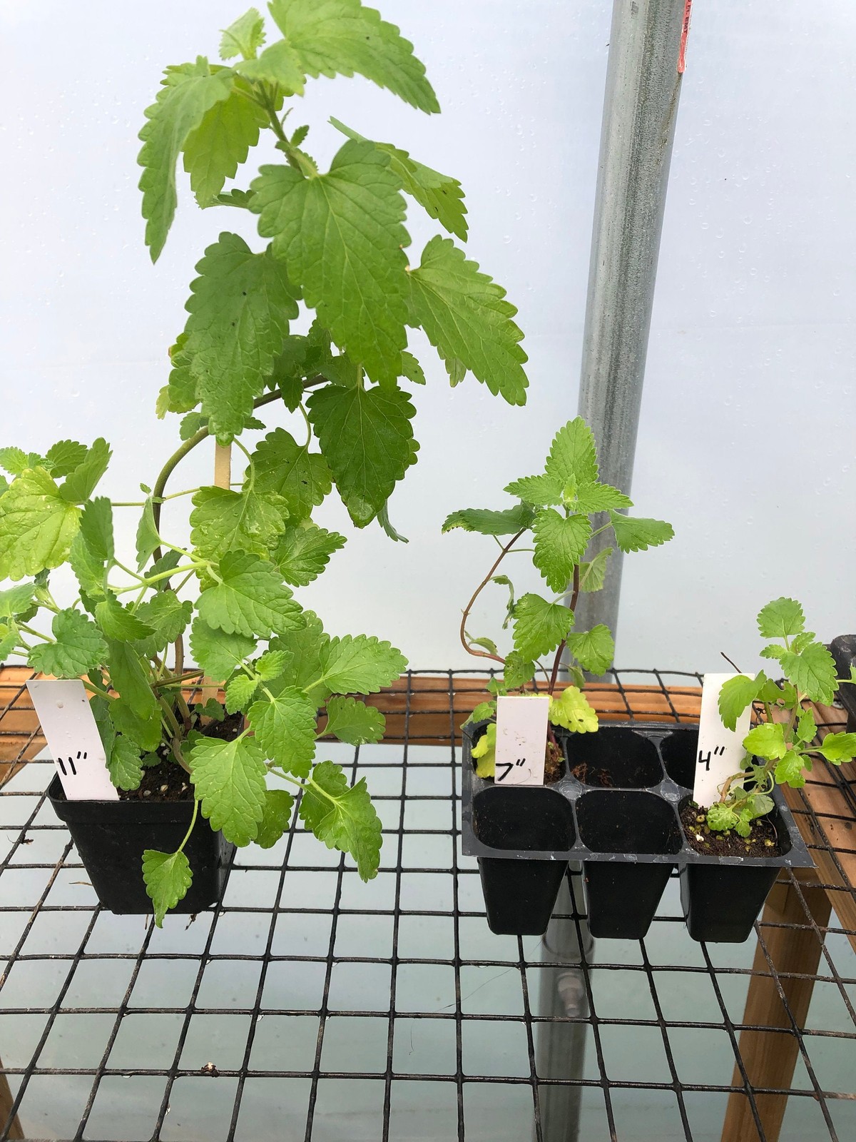 Catnip Live Plant – Seedlings/Plugs and Plants – 3″- 12″ tall – 30-60+ days