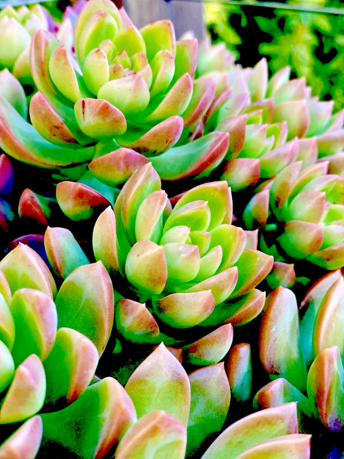 Rare Sedum Adolphi Golden Glow 2-3 Inches Succulent Easy Care Live Plant Cutting