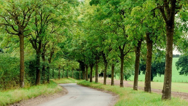 Green Ash Tree Seeds (Fraxinus Pennsylvanica), 25 seeds