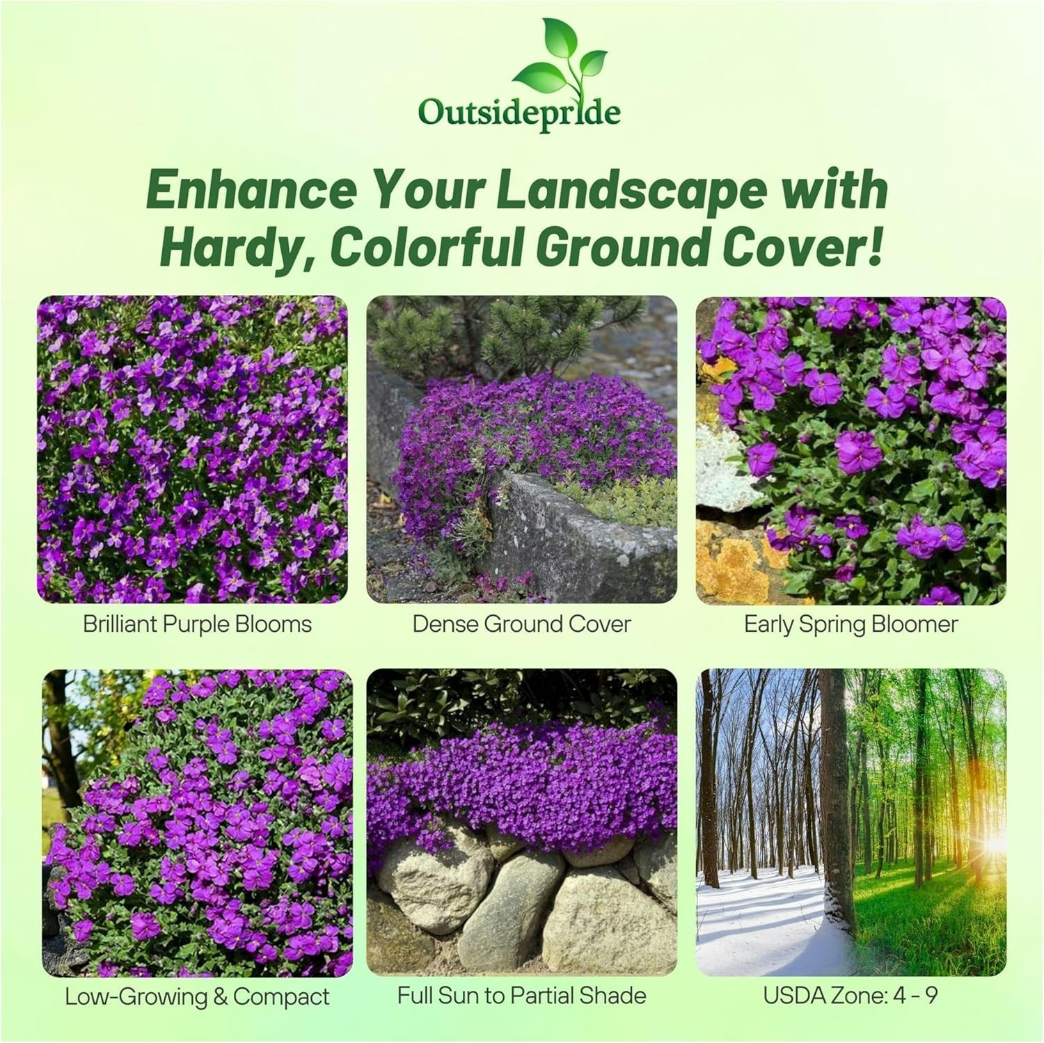 10000 Seeds Aubrieta Seeds – Rock Cress Ground Cover Plant Seed