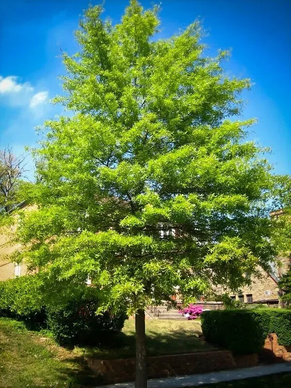 WILLOW OAK (2) TREES 8-12″ TALL in container (with free orange tree)