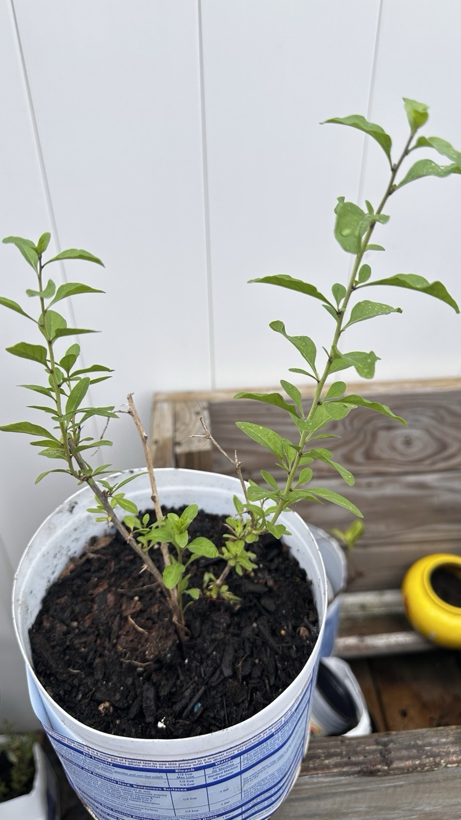 Live Goji Berry Plant Healthy Fruit Bush Lycium Barbarum Easy Grow