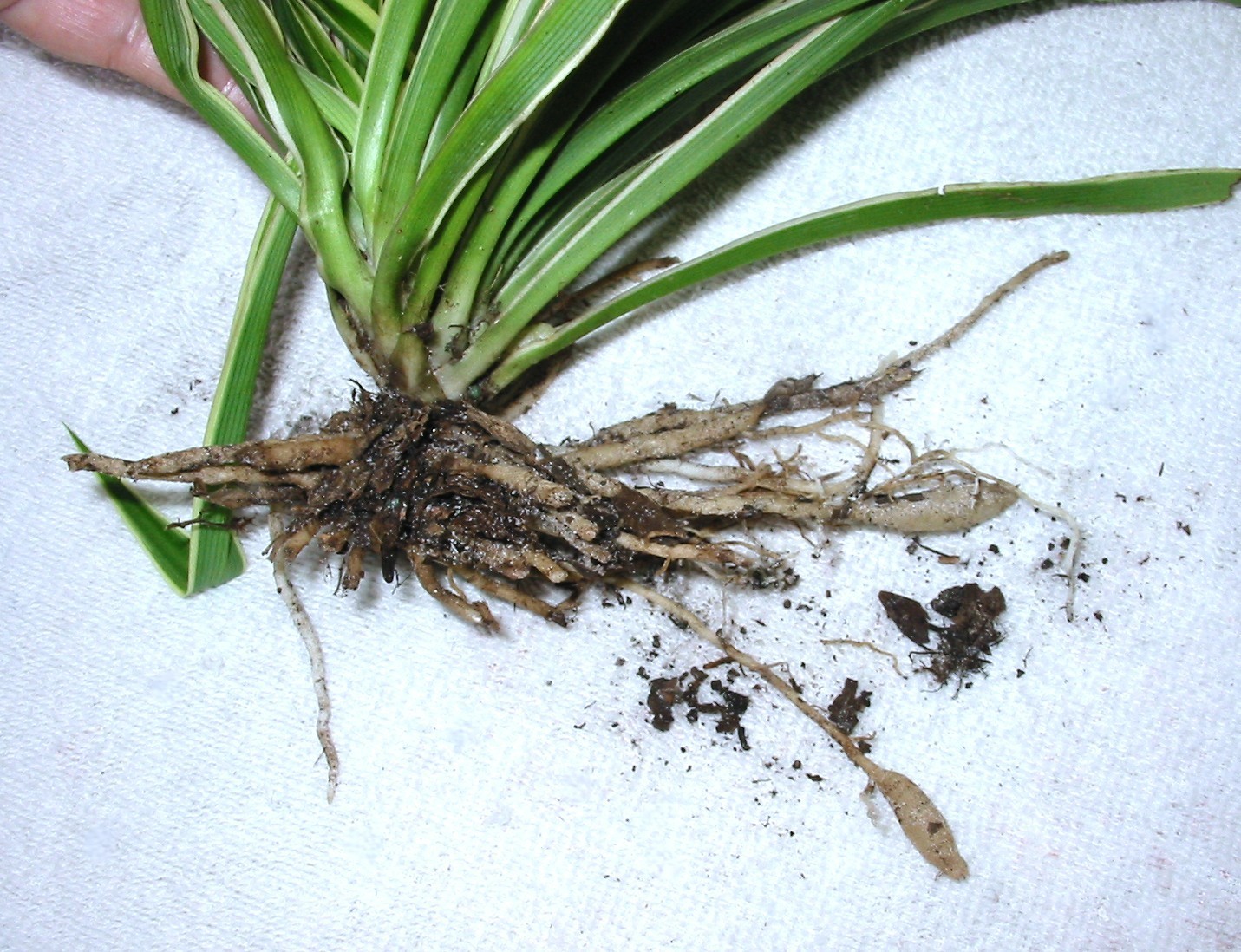 1 Spider Plant – Fresh LIVE With Roots Ready to plant 9″ Green w White Edge