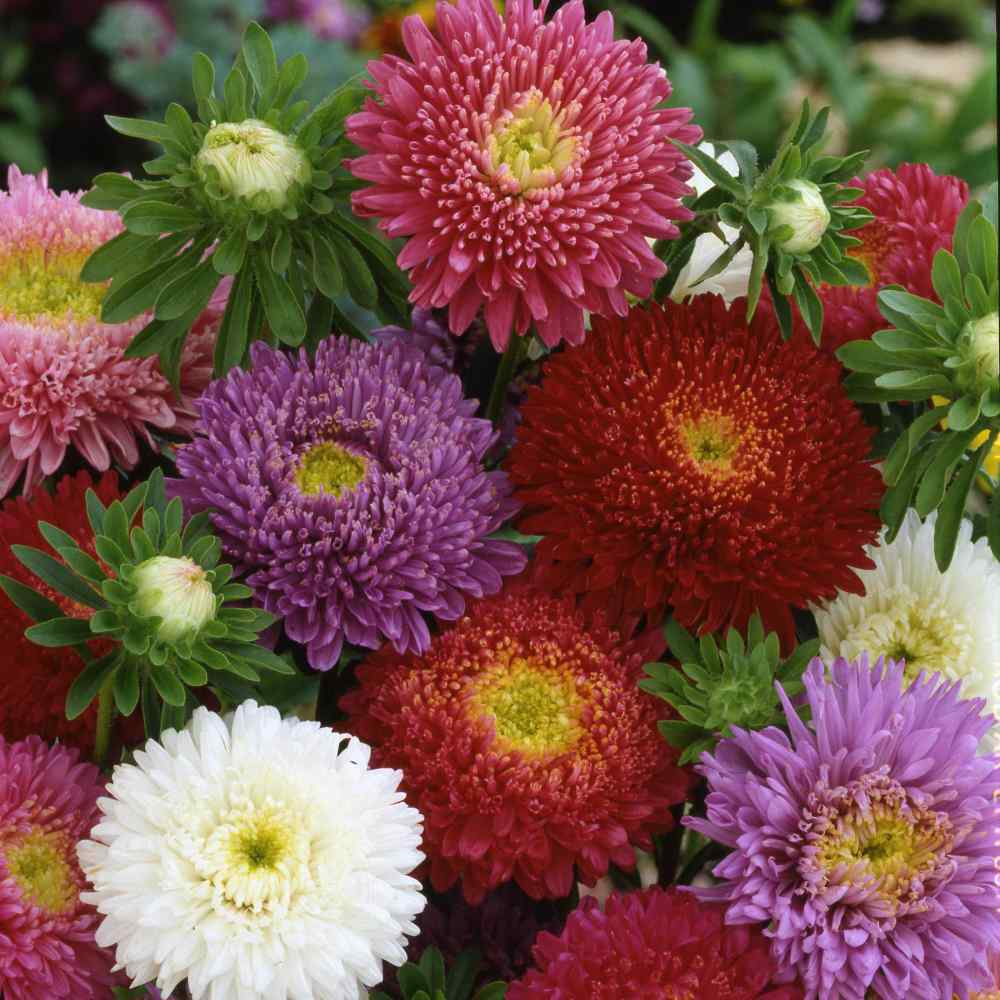 Aster DWARF MILADY Mix 5 Colors 3” Flowers Non-GMO 50 Seeds.