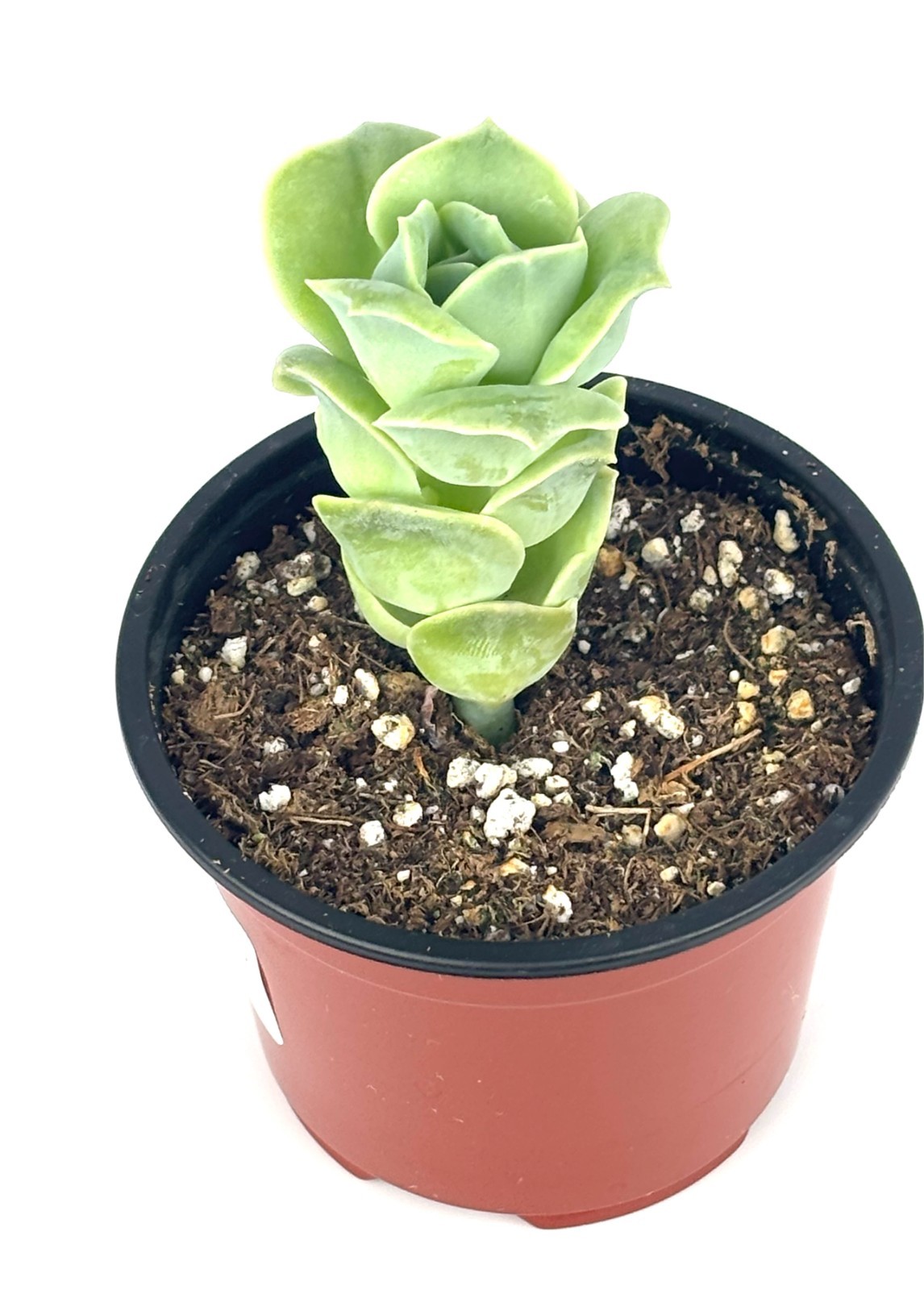 Echeveria Lovely Rose Succulents Live Plants, 4″ pots