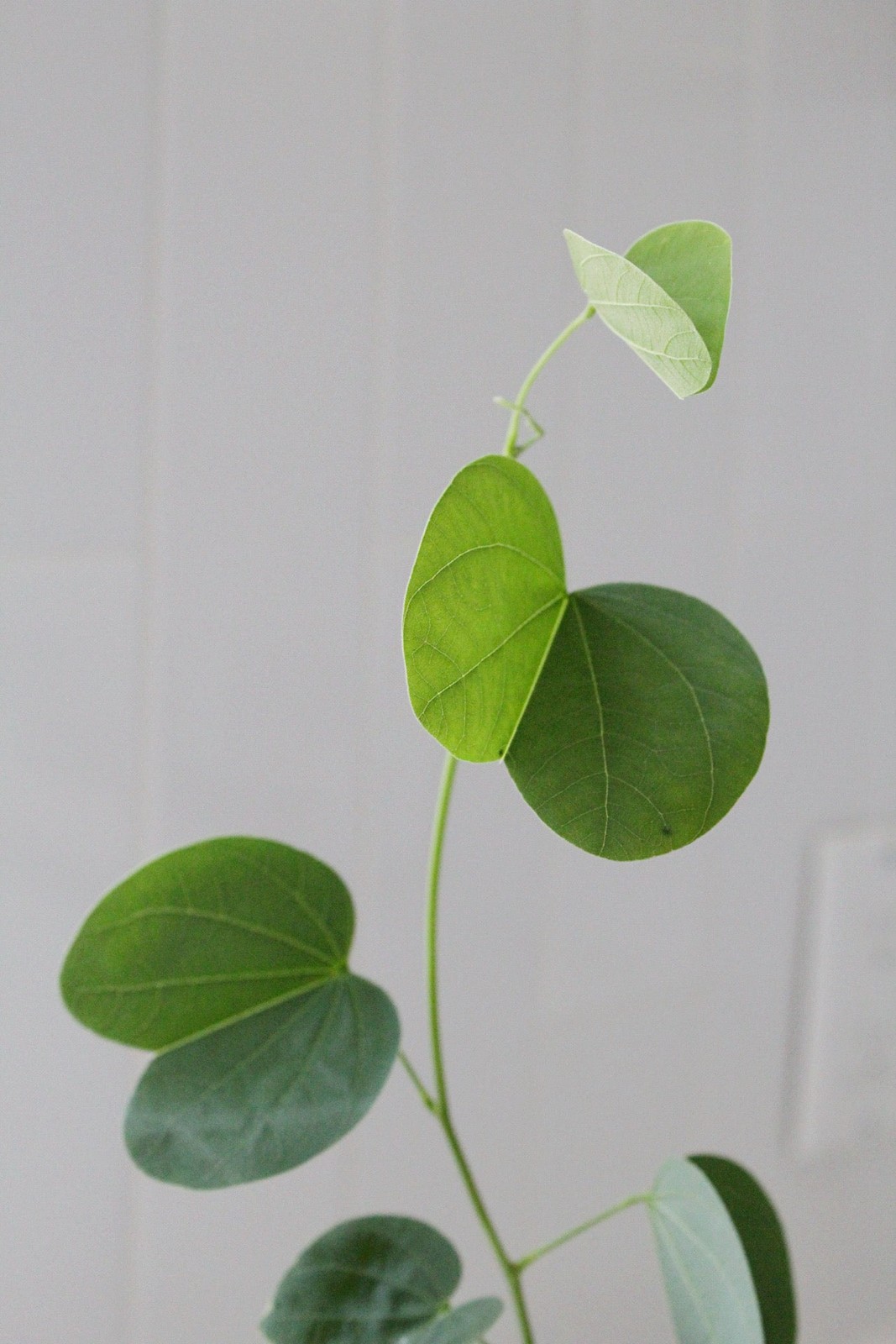 Orchid Tree – Flowering Garden Starter Tree