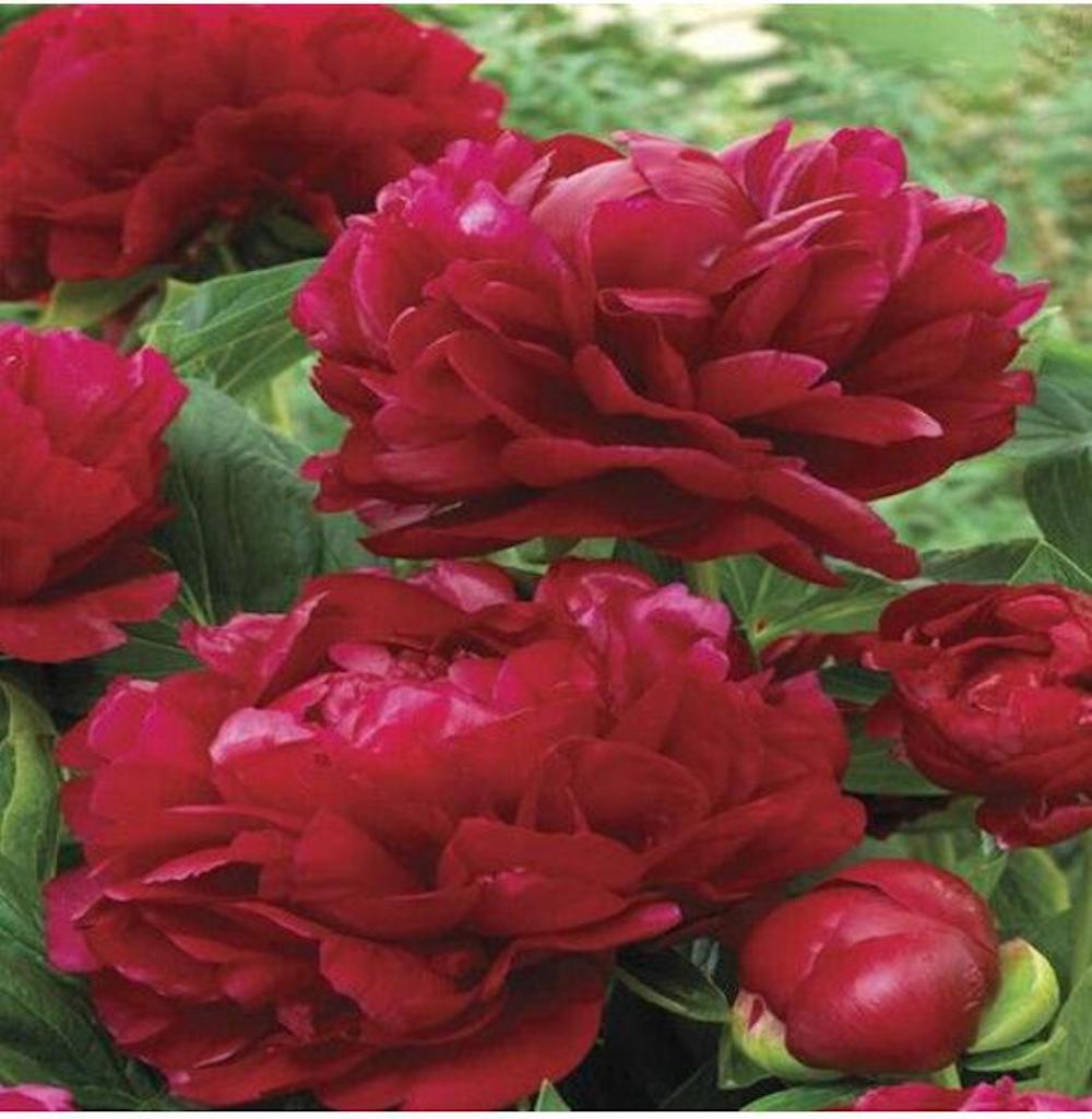 (10) PEONIES SEEDS rare exotic flower home blossom garden USA SELLER W/TRACKING