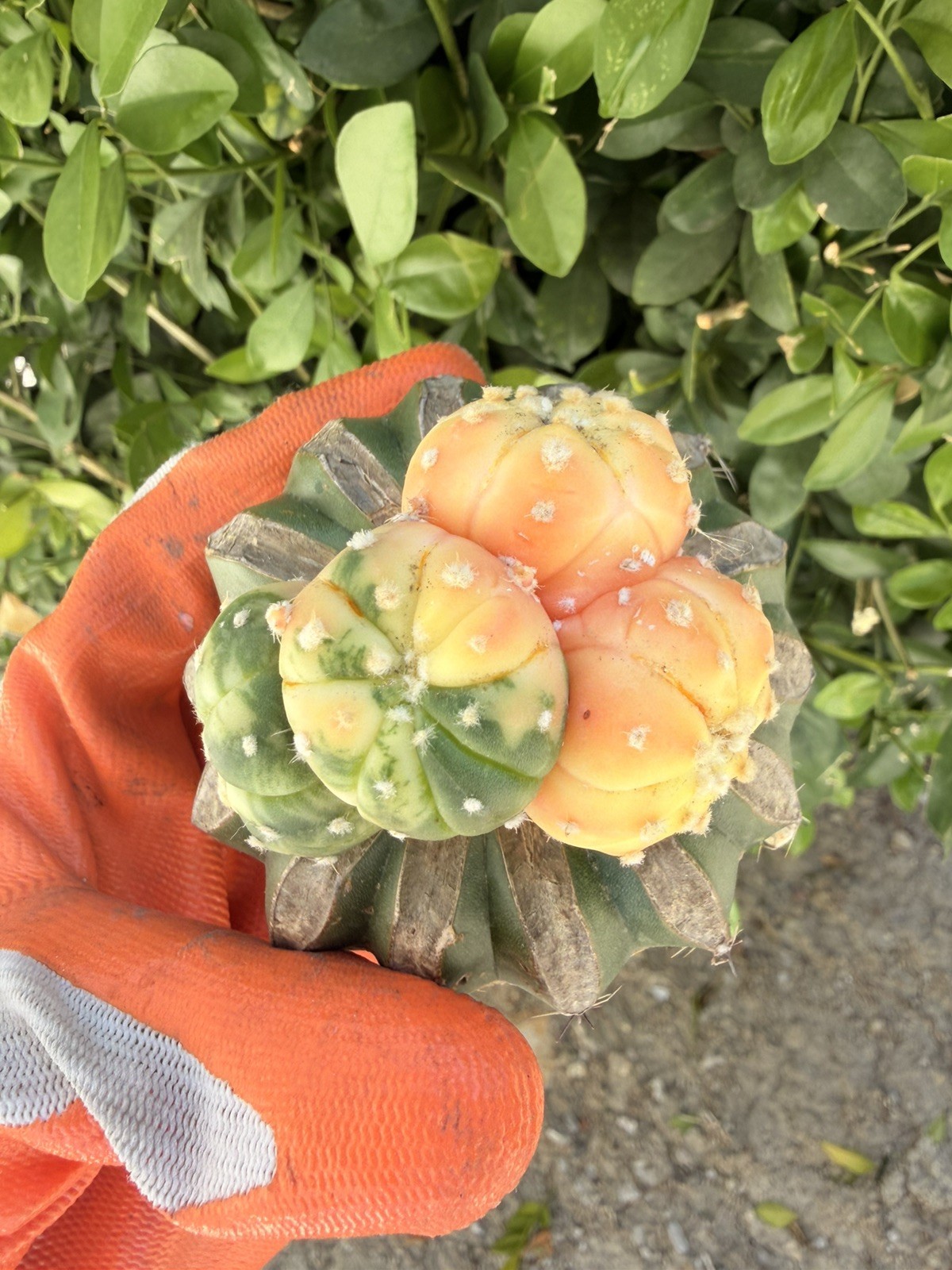 Rare Cactus Variegated Grafted