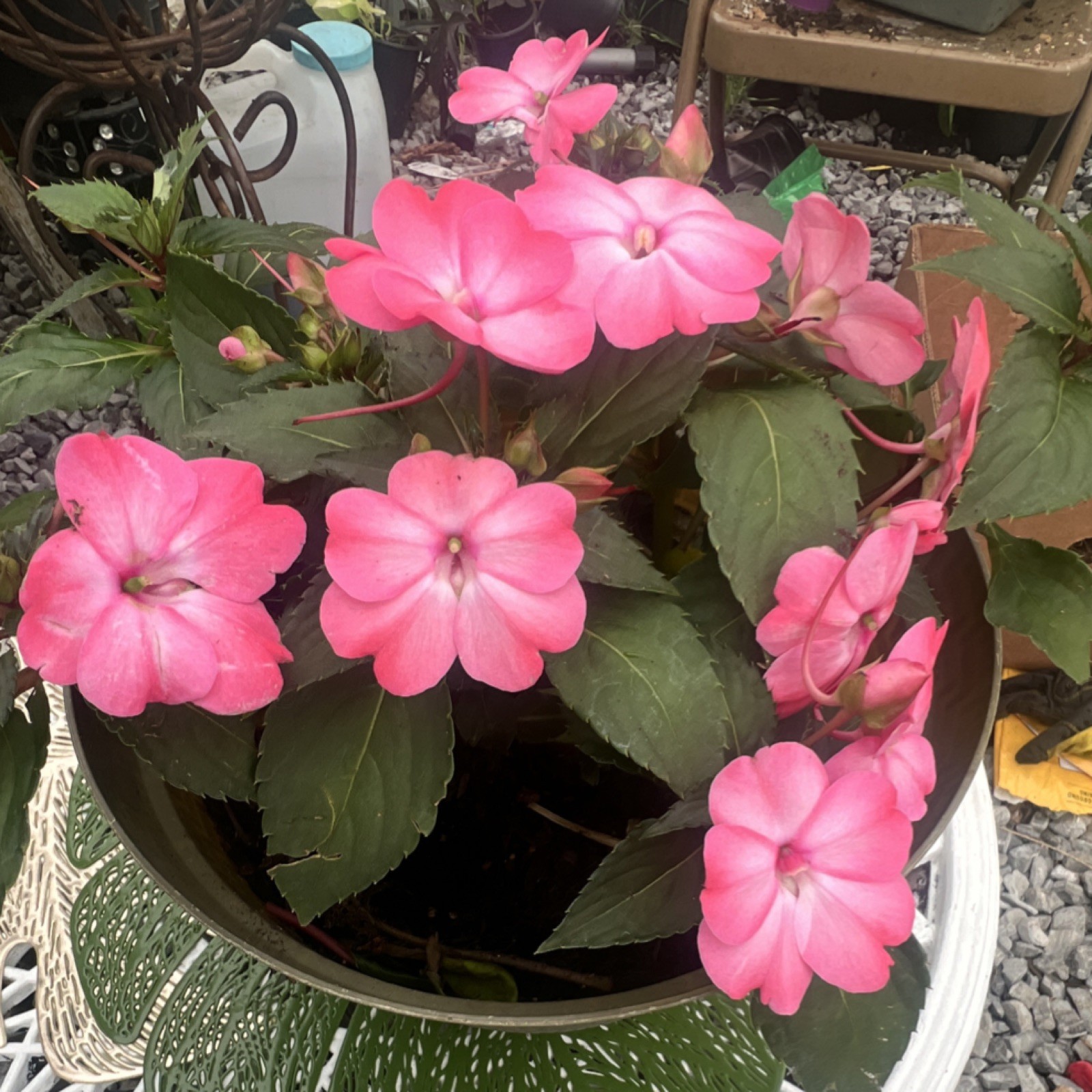Impatiens Flowering Potted Houseplant Pink Green Broadleaf Spring Summer Indoor…