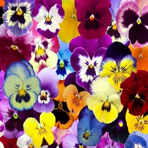 Pansy Swiss Giants Mixed Colors Seeds Organic, Non-GMO Viola Wittrockiana Roggli