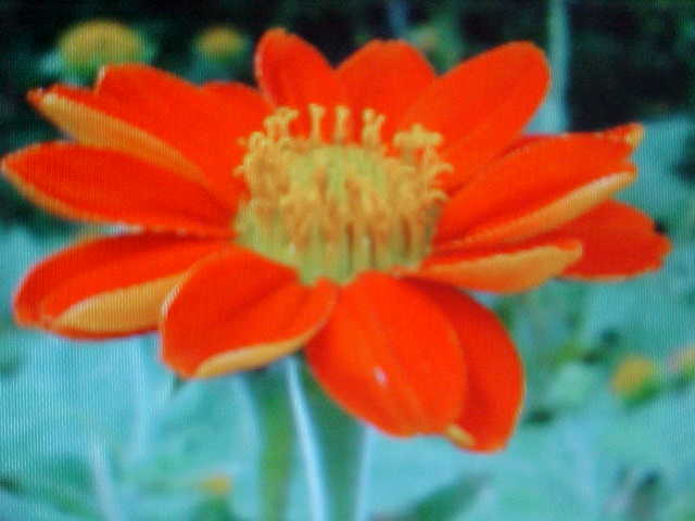 50 SEEDS MEXICAN SUNFLOWER SEEDS. BLAZING RED & YELLOW FLOWER HEAD.