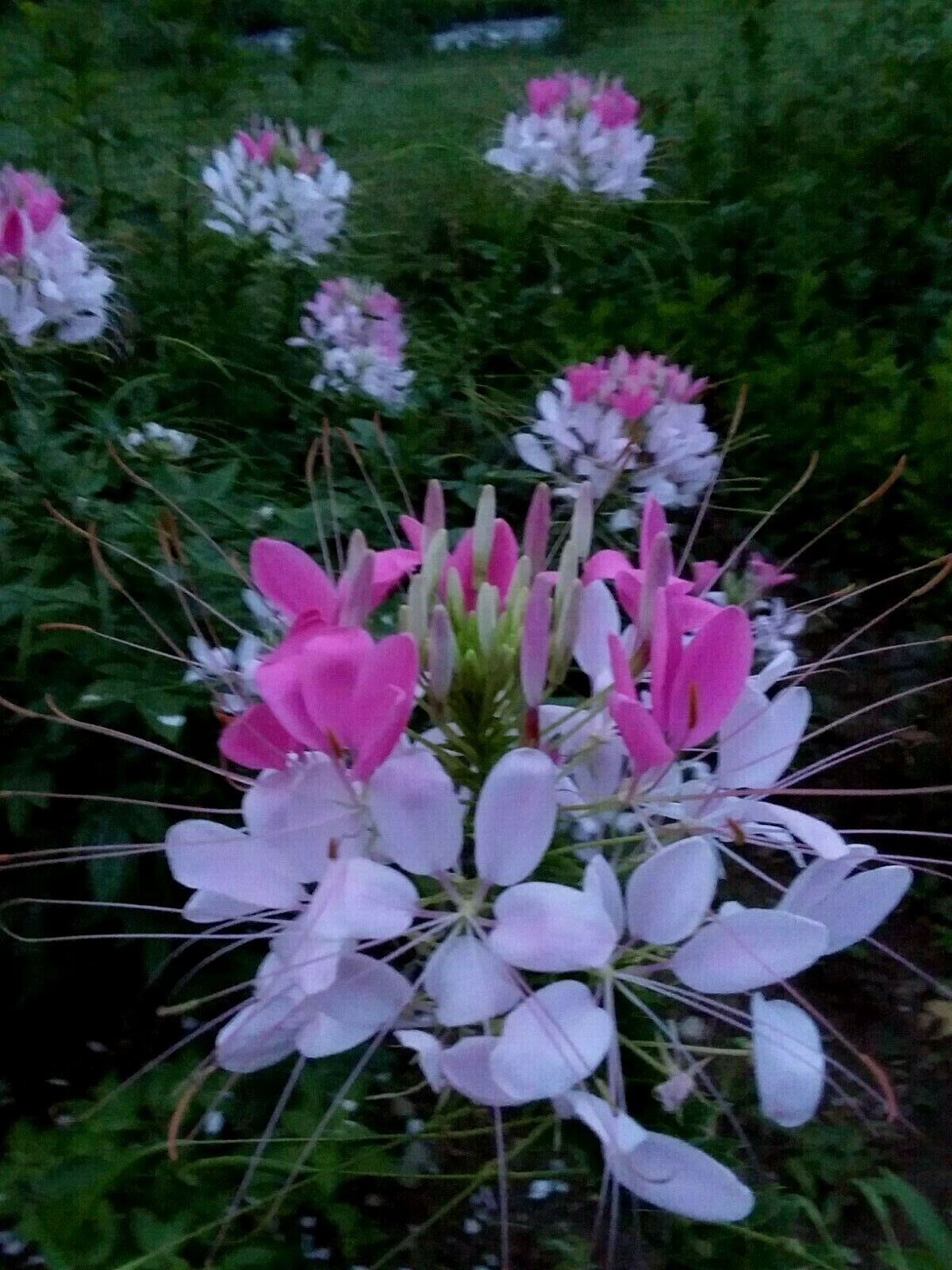 Rose Queen Cleome Seeds- (Spider Flower) 30 Seeds Comb. S/H See Our Store