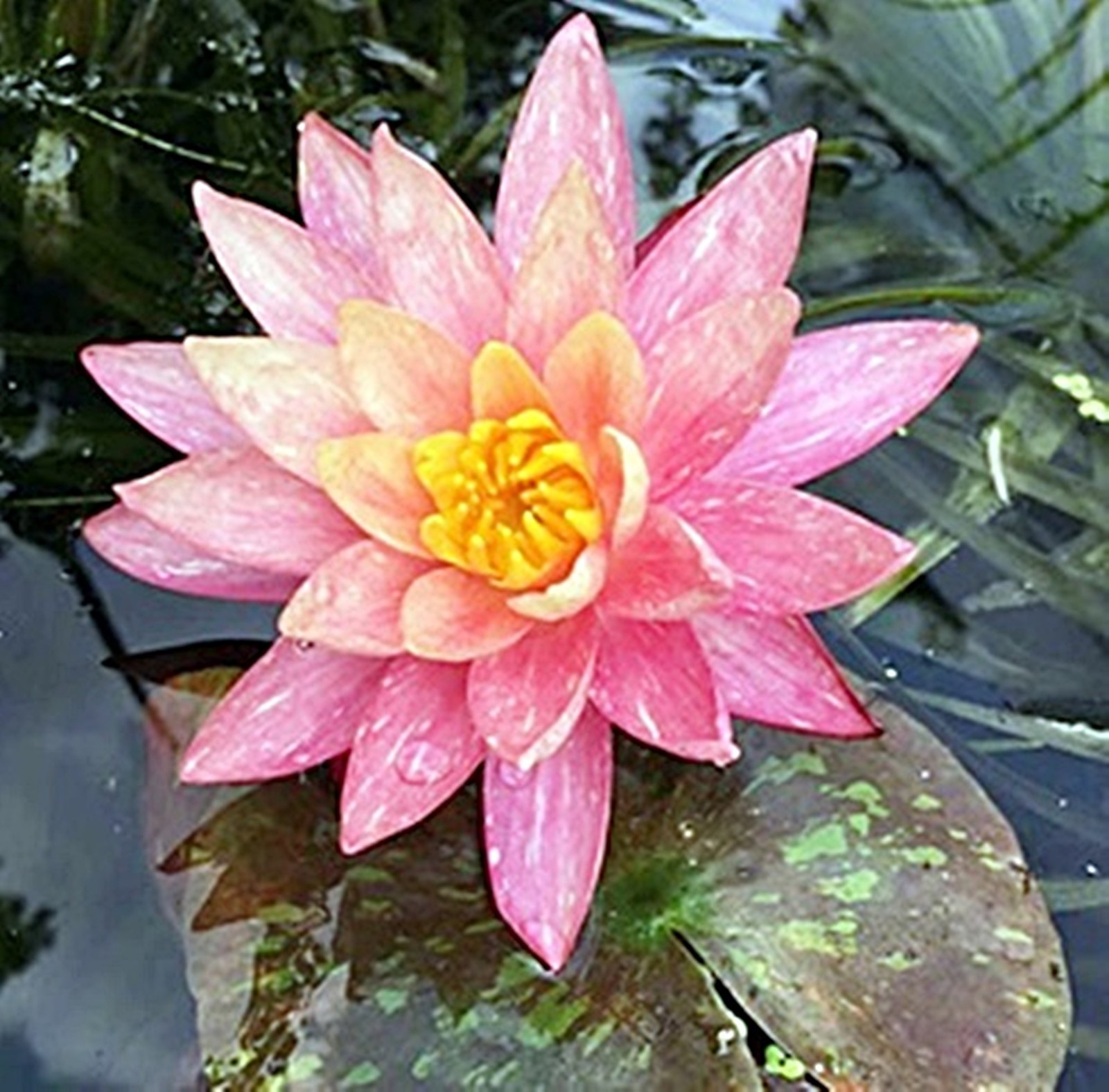 WATER LILY WANVISSA PLANT – Live Pond Plants SUPER PRICE!!!!!!