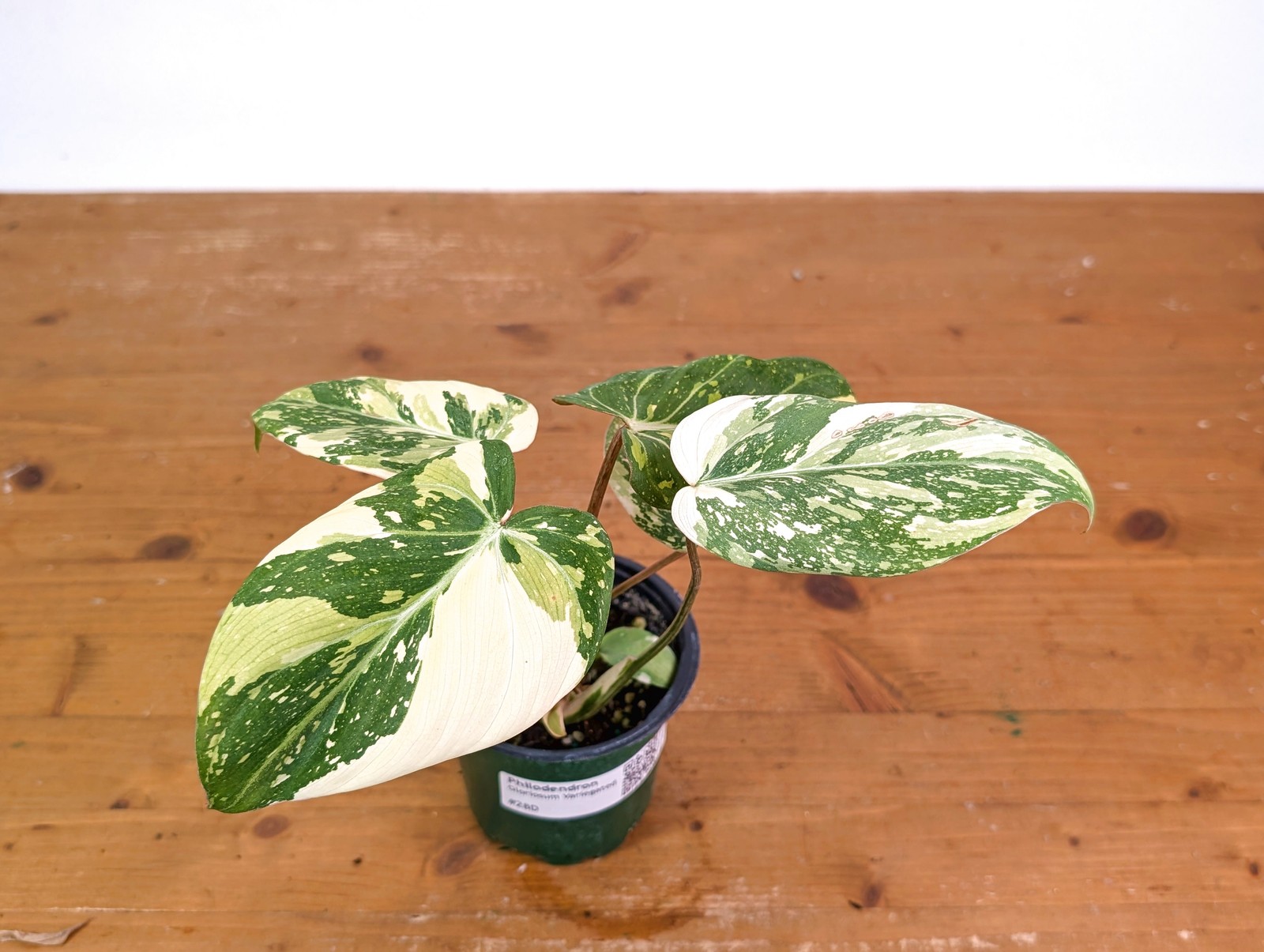 Philodendron Gloriosum Variegated (High Color) 4″ EXACT Plant #28D
