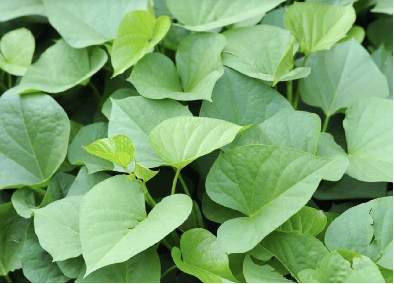 10 Red Japanese Sweet Potato Slips – Cuttings – organically grown