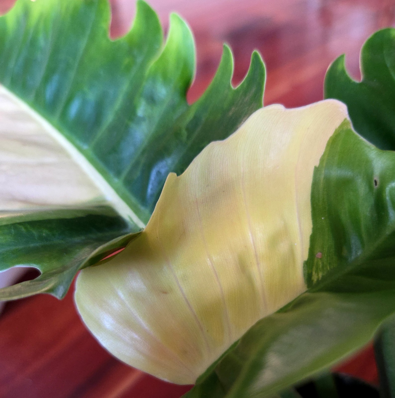Rare NEW! Philodendron Variegated Jungle Boogi 18″ Wide Not Monstera Anthurium