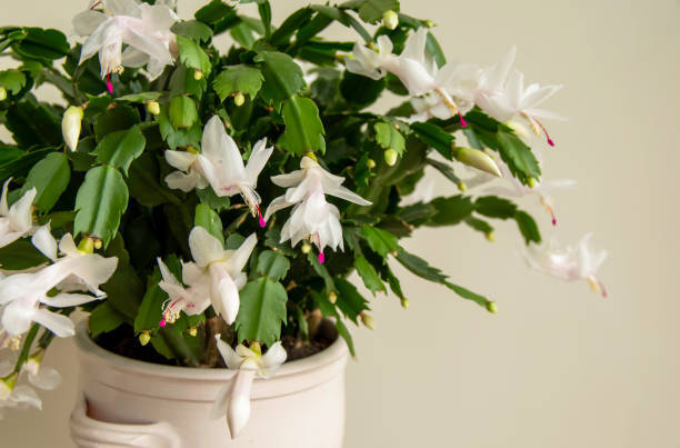 2”/ 4” White Christmas Cactus live plant-Drought tolerant, Easy to Grow.