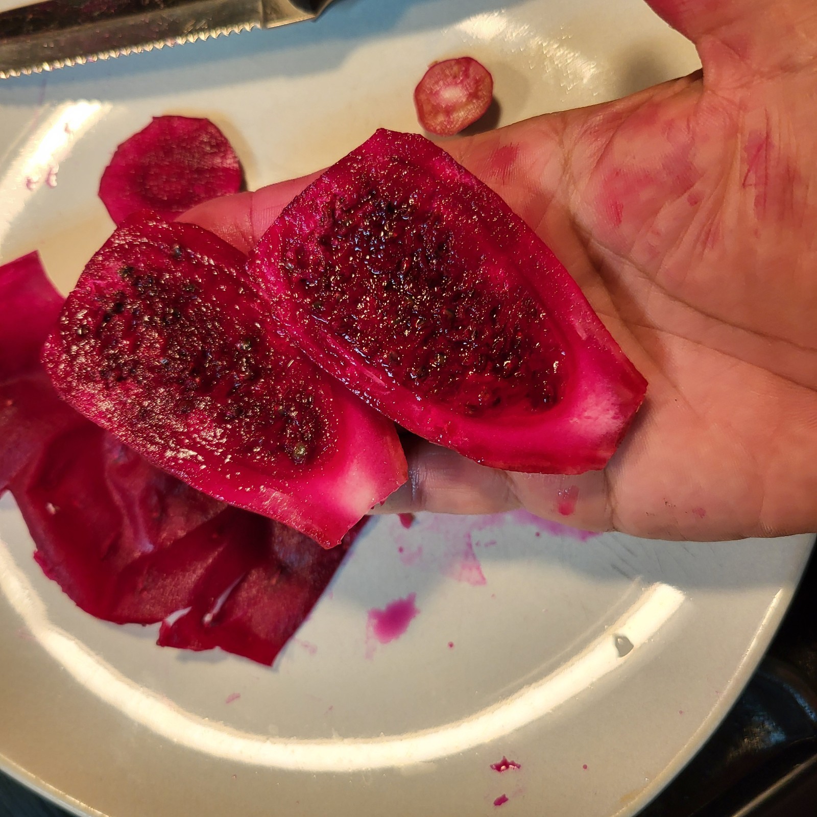 Cactus tunero sin espinas de Nuevo México, USA tunas comestibles Zone 7b Nopal