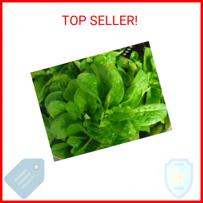 Corn Salad (Mache, Lamb’s Lettuce) Seeds- Heirloom- 300+ Seeds