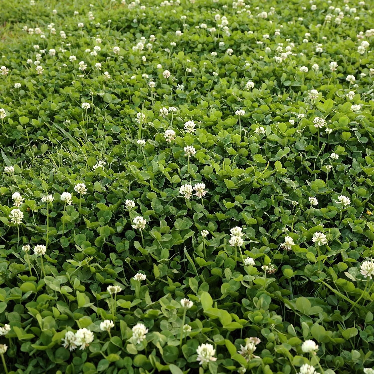 Effortless Germination: 2 lbs Nitrocoated White Clover Seed for Lush Coverage