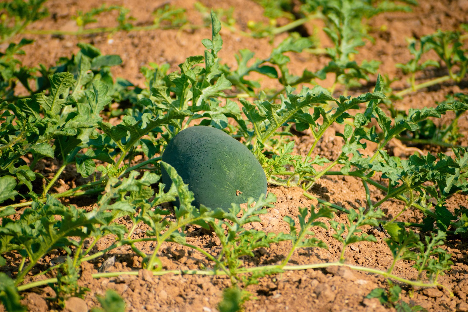 50 FLORIDA GIANT WATERMELON Cannon Ball Black Diamond Citrullus Fruit Seeds
