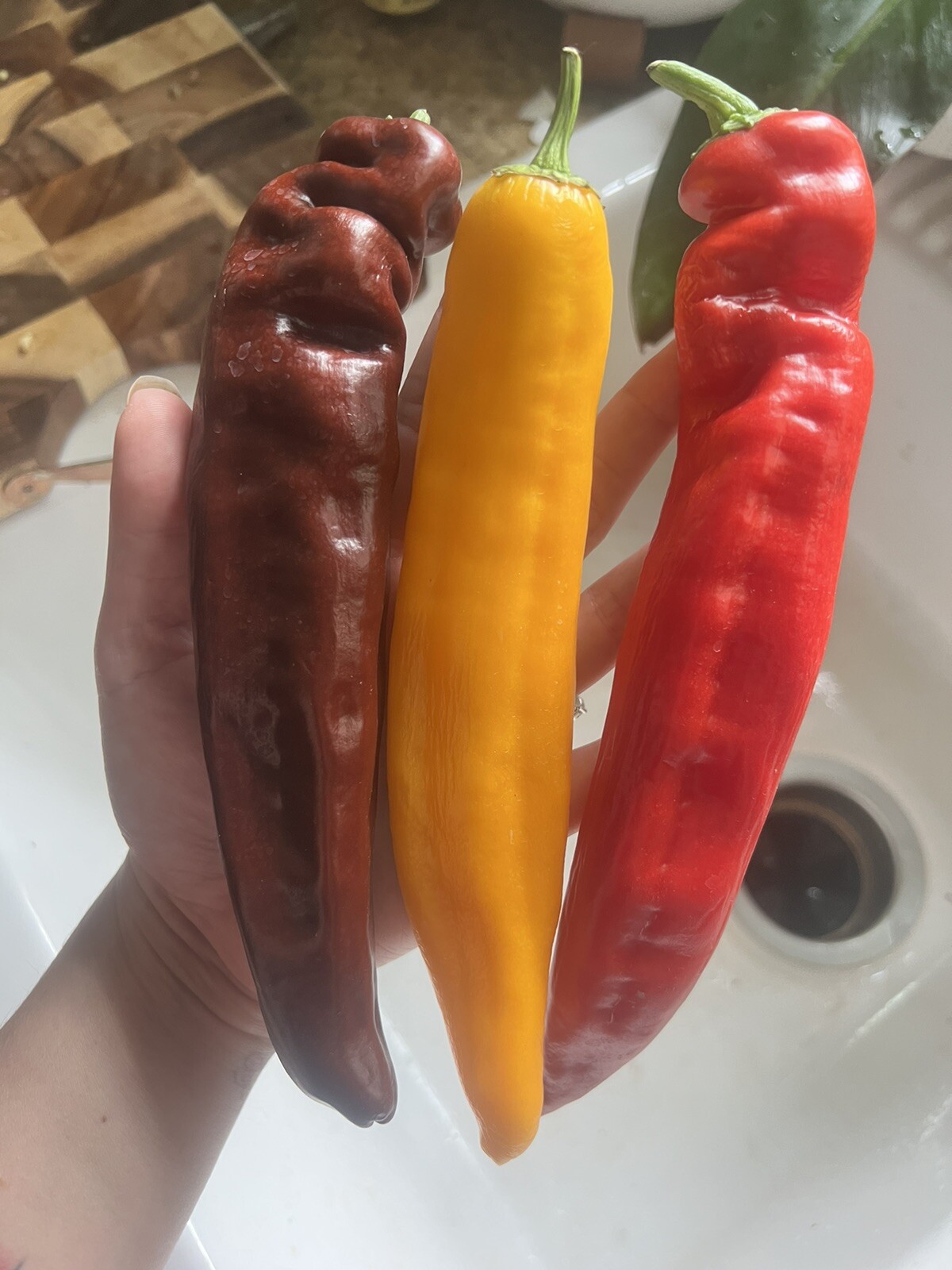 35 XL Sweet Pepper Seeds Multicolor Vegetable Garden Grow Your Own Produce Easy