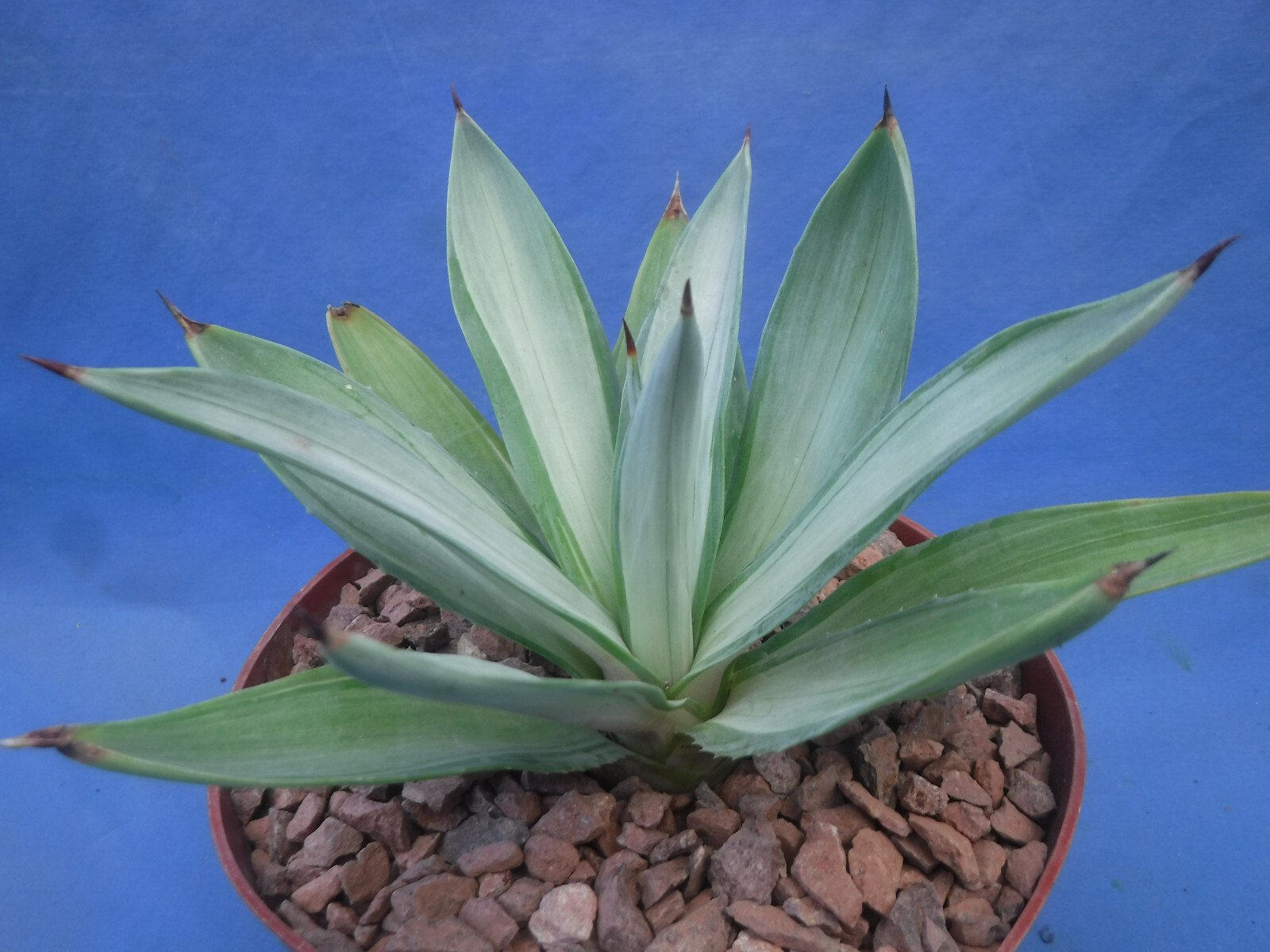 Agave desmettiana “Quicksilver” Variegated Agave Starter Plant 5″-8″ Wide RARE