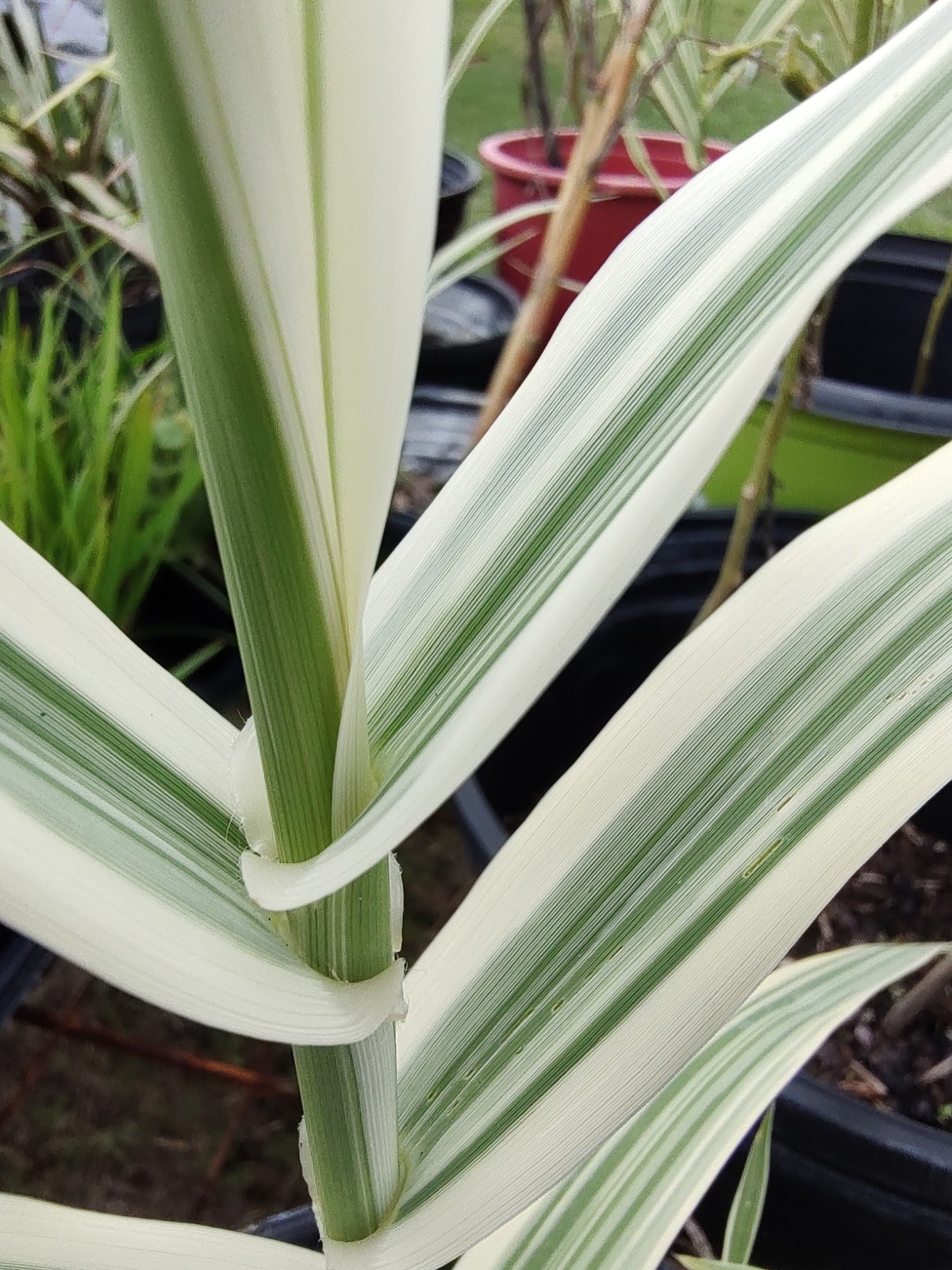 Arundo Donax ‘Peppermint Stick’ (Variegated) Giant Reed