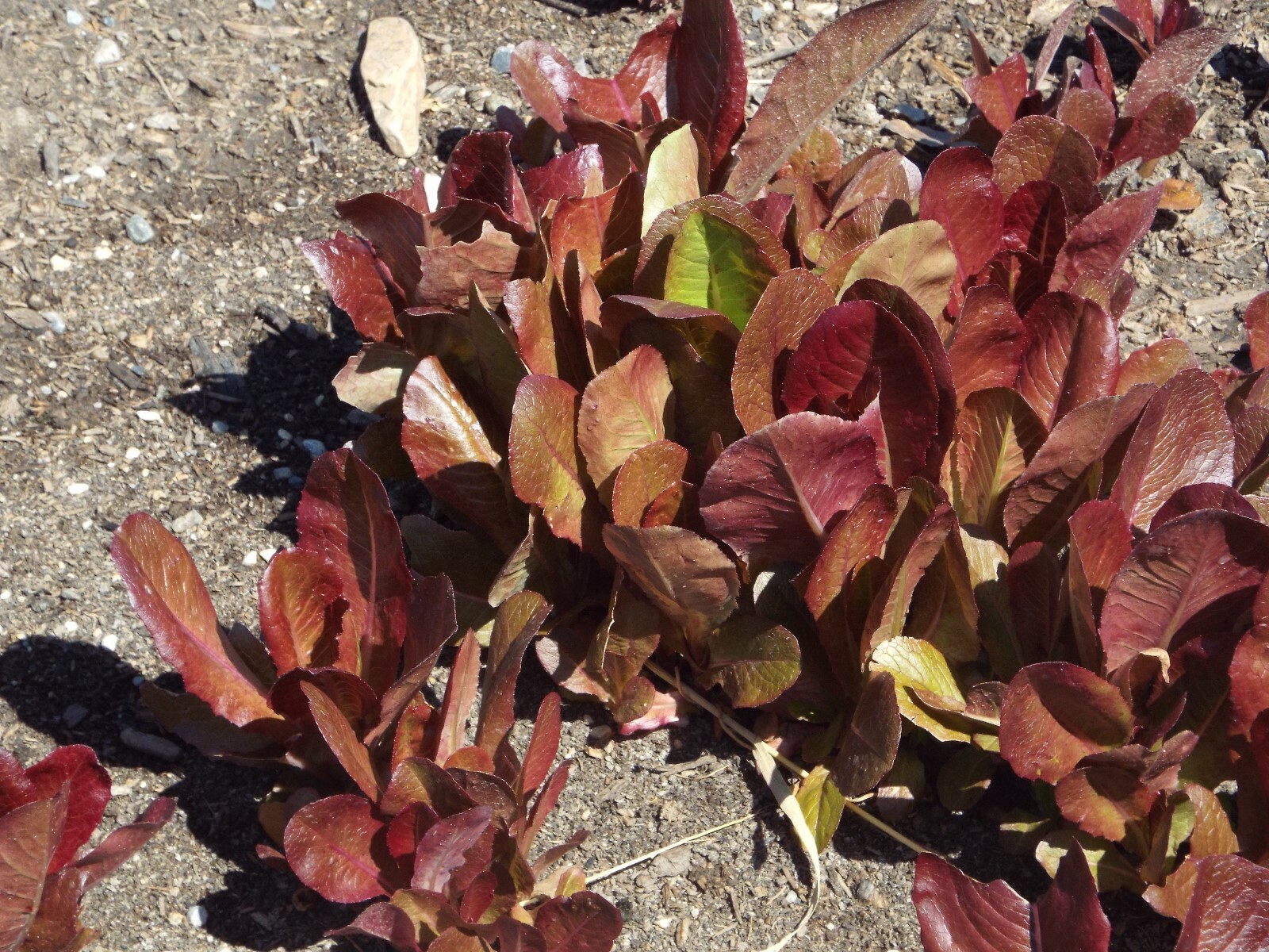601+ROUGE DE HIVER Lettuce Seed Organic French Greens Vegetable Garden Container