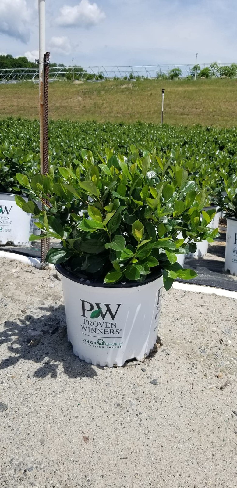 Green Promise Farms Proven Winners – Aronia Scape Mound Chokeberry Shrub White