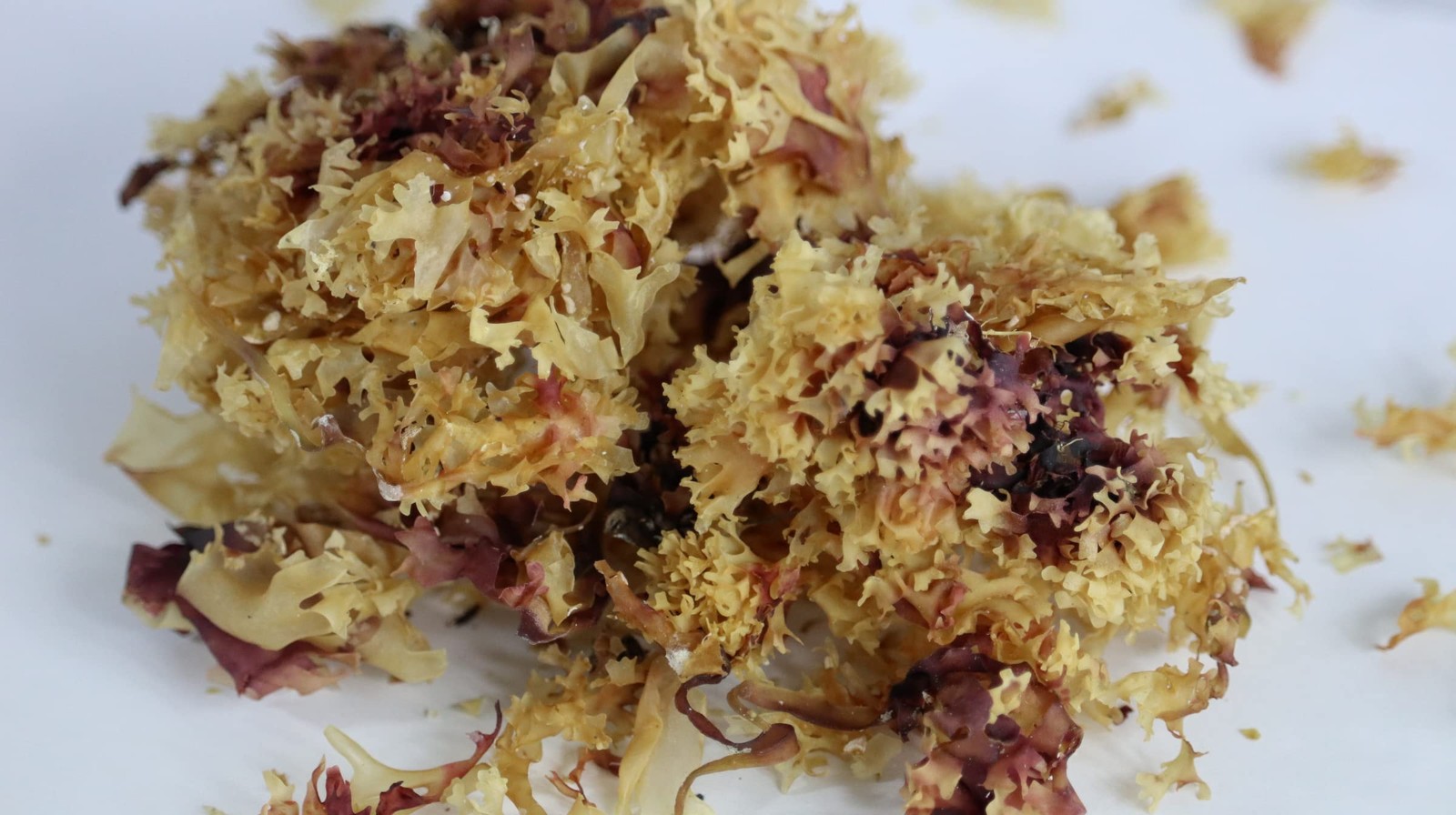 IRISH Sea Moss from Ireland | WILDCRAFTED | Chondrus 1.23 Ounces (Pack of 1)