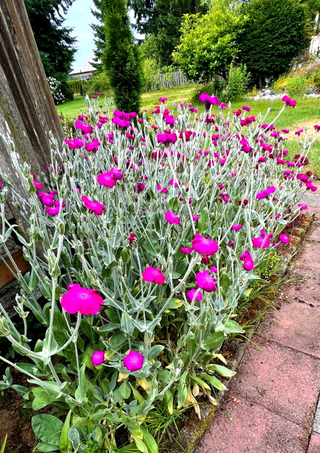 Rose Campion Heirloom Lychnis Coronaria Perennial Lot 5 Plants, Free Shipping