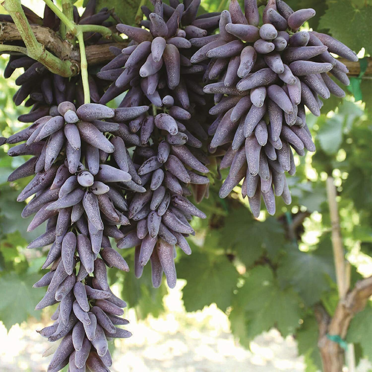 LADYFINGER SEEDLESS GRAPE VINE- 2 unrooted cuttings for rooting or grafting