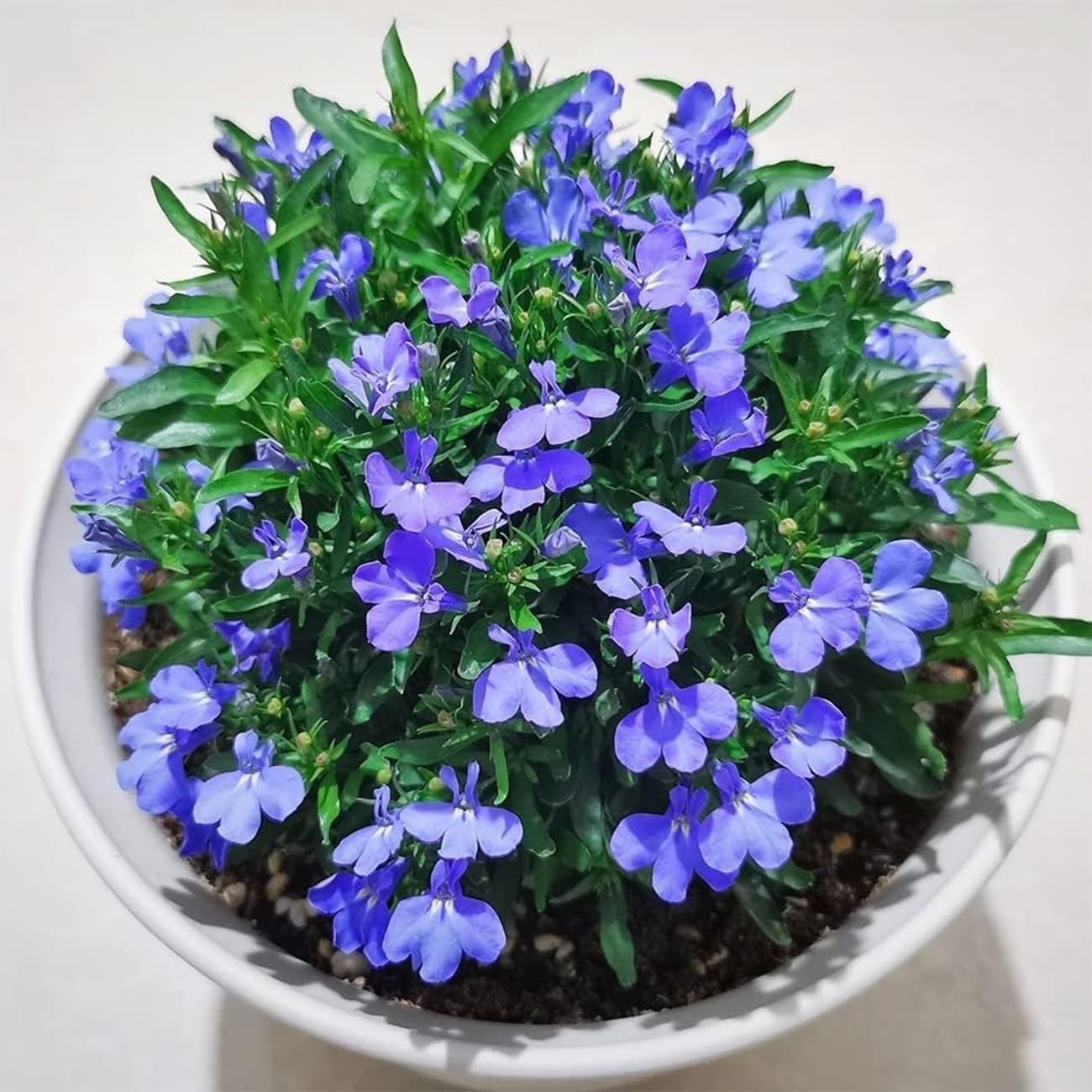 20000+ Magic Blue Creeping Thyme Seeds for Planting Ground Cover Plants Heirloom