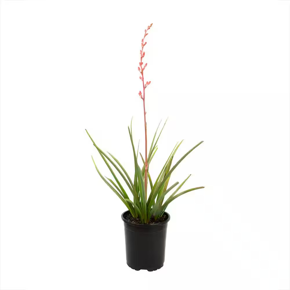 1 Gal. Hesperaloe Parviflora Red Yucca Color Plant Free Ship NEW
