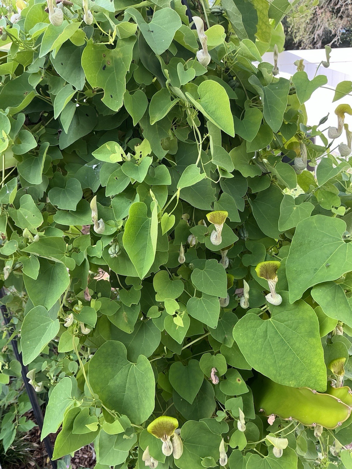 — Aristolochia Argentina ) — 25 Fresh (2026) Seeds – Free Shipping