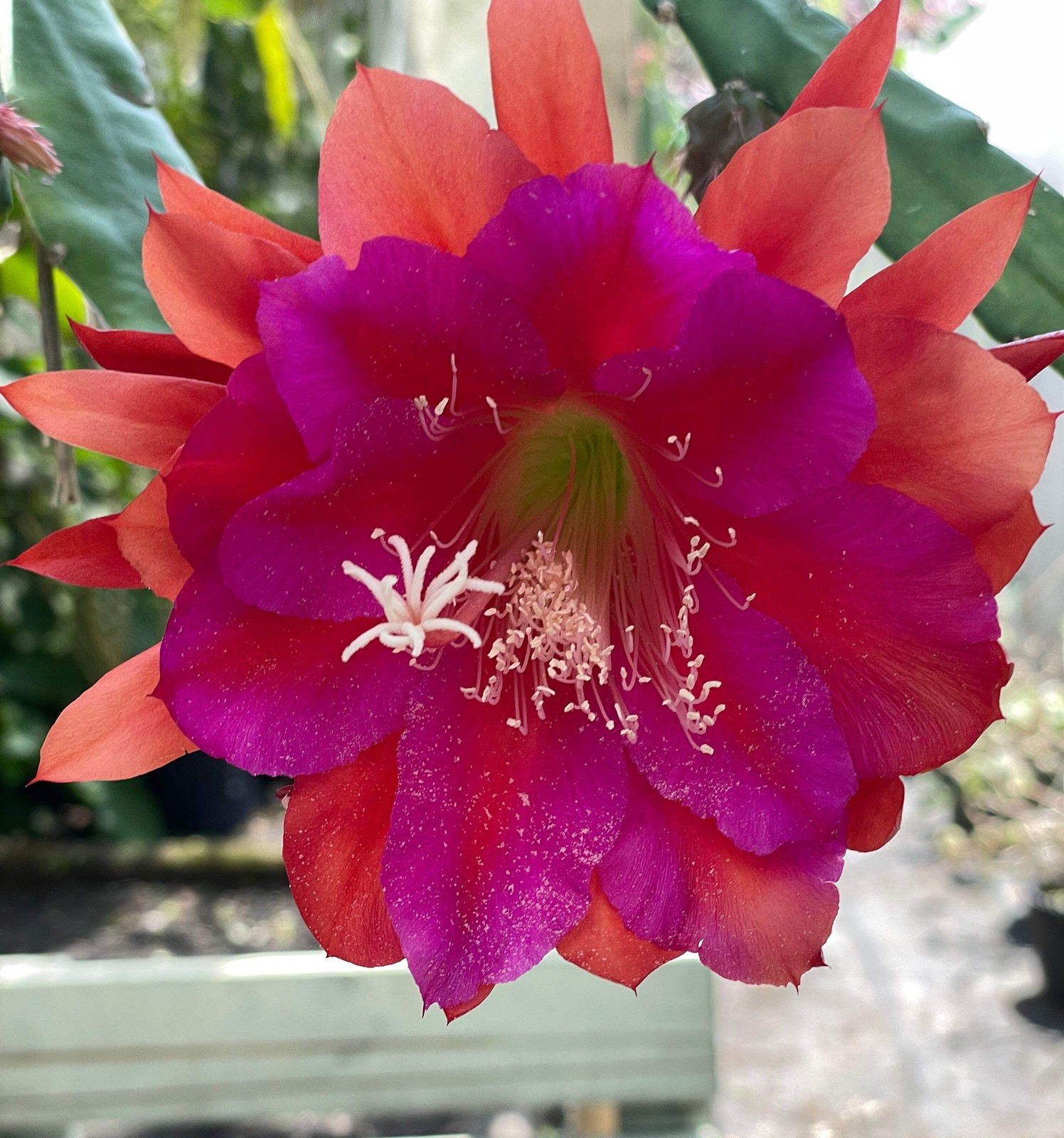 Epiphyllum Hybrid ‘Appeal’ Fully-Rooted Starter Pot –