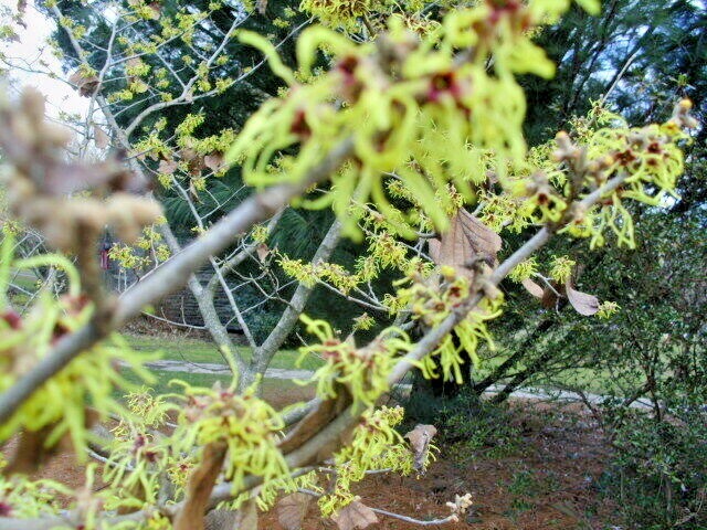 10 MOONLIGHT WITCH HAZEL SEEDS – Hamamelis x intermedia ‘Moonlight’