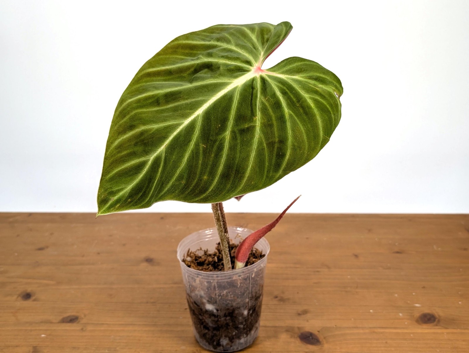 Philodendron Verrucosum ‘Amazon Sunset’ Deep Vibrant Red Backed Velvety Soft