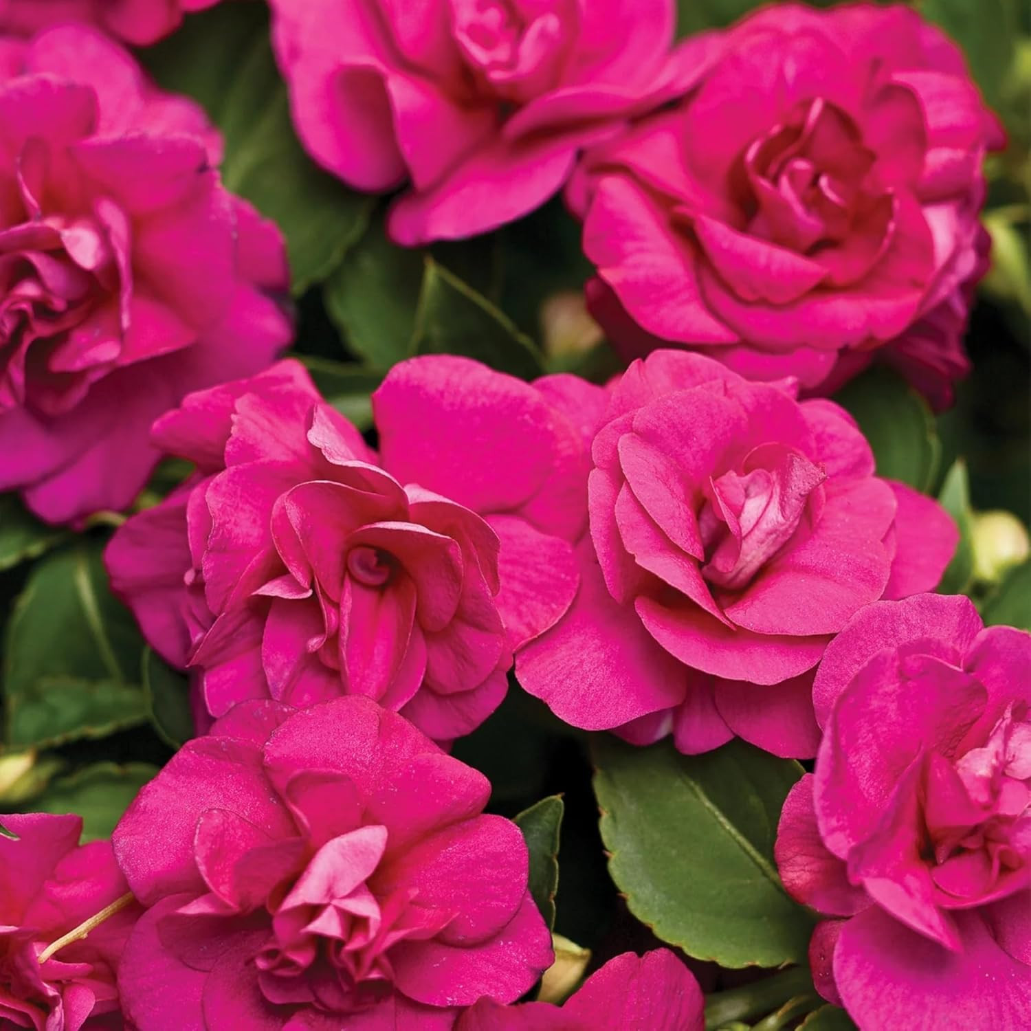300+ Double Impatiens Seeds Perennial Annual Mixed Camellia Impatiens Balsamina